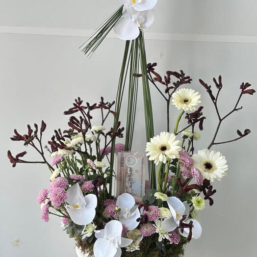 Graceful Phalaenopsis Orchid Elegance