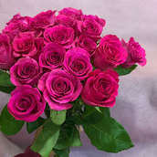 Dark Pink Roses