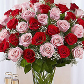 50 Vivid Red and Pink Roses In Vase
